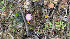 Rhodanthe chlorocephala