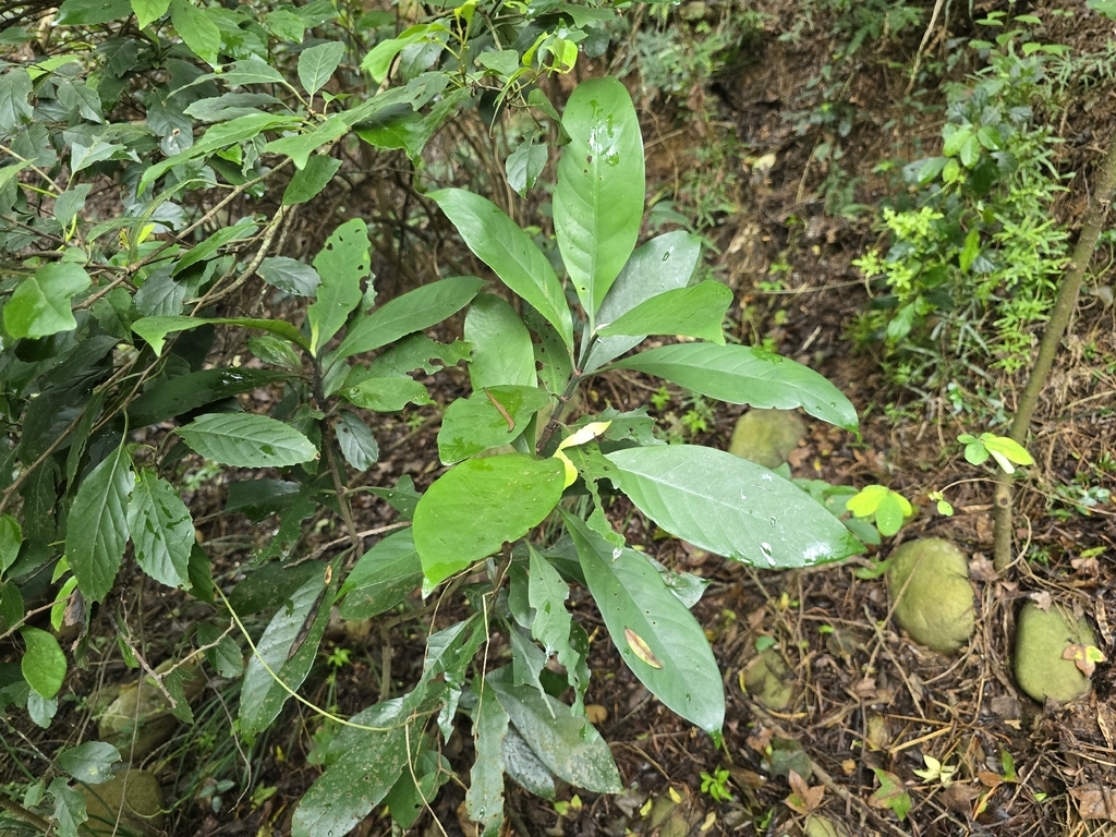Psychotria asiatica; photograph (c) Yu-Huang Wang, some rights reserved (CC BY)