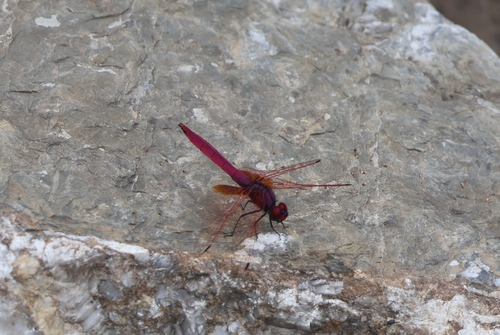 Crimson Marsh Glider