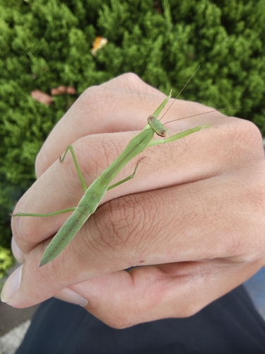 Chinese Mantis