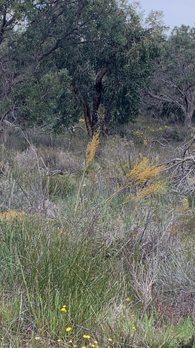 Stirlingia latifolia, photograph 5
