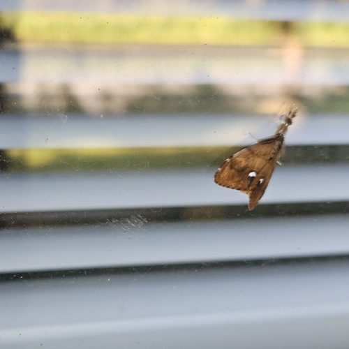 Rusty Tussock Moth
