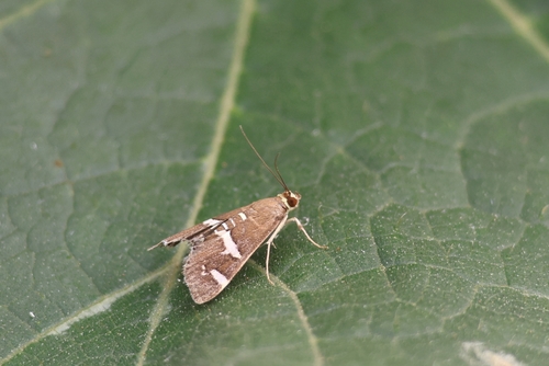 Hawaiian Beet Webworm Moth