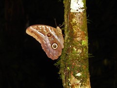 Caligo idomeneus