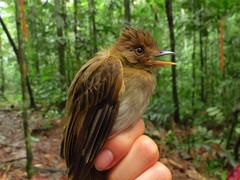 Cnipodectes subbrunneus