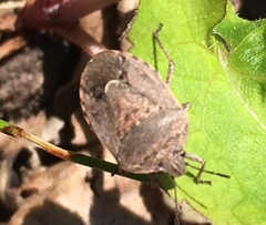 Hymenarcys nervosa