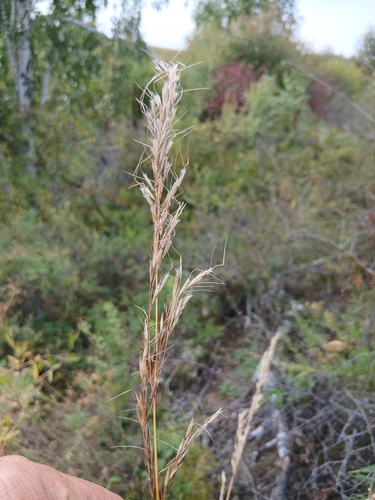 Achnatherum sibiricum, photograph 6