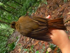 Cnipodectes subbrunneus