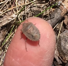 Hymenarcys nervosa