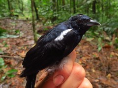 Tachyphonus surinamus