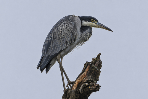 iNaturalist image