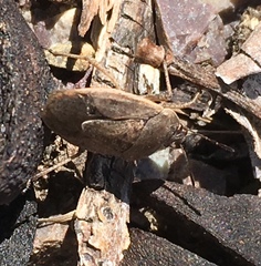 Hymenarcys nervosa