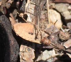 Hymenarcys nervosa