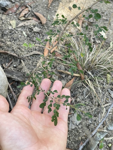 Synostemon albiflorus observed 2026-09-04