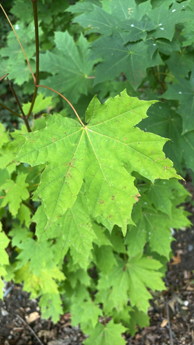 Norway maple