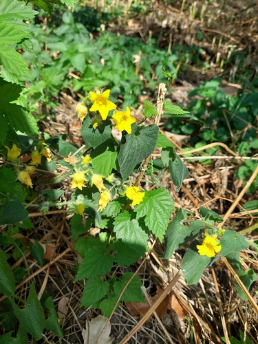 Thladiantha dubia, photograph 5