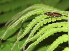 Agriotes fuscicollis