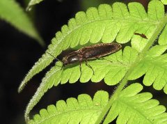 Agriotes fuscicollis