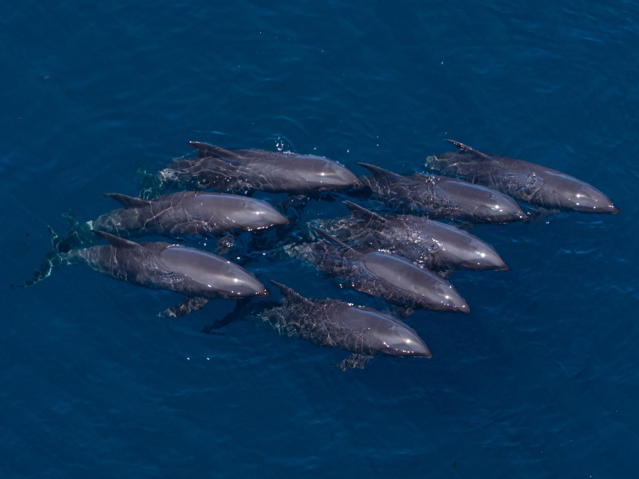 Peponocephala electra