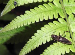 Agriotes fuscicollis