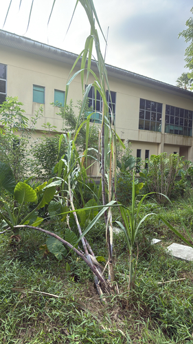 Saccharum officinarum observed 2026-09-01
