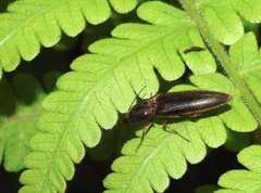 Agriotes fuscicollis