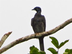 Gymnoderus foetidus