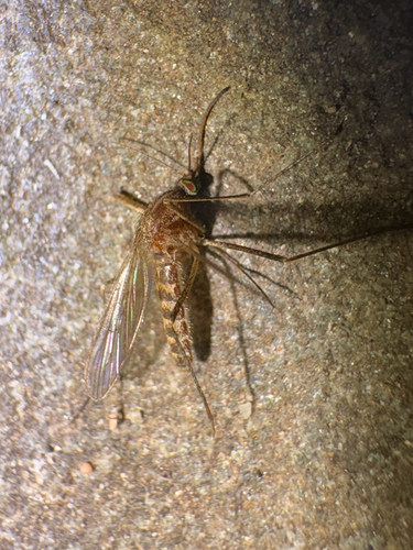Winter Marsh Mosquito