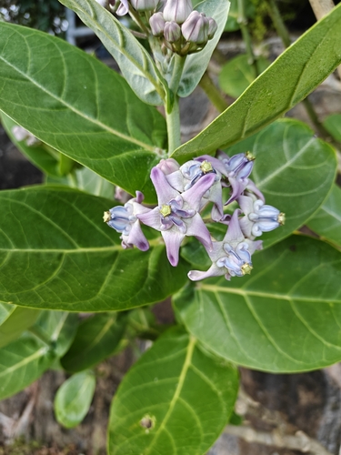 Calotropis gigantea observed 2026-09-03