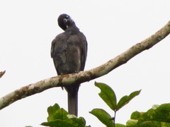 Gymnoderus foetidus