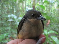 Tachyphonus surinamus