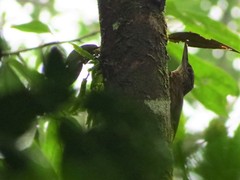 Xiphorhynchus guttatus