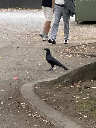 Large-billed Crow