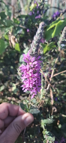 purple loosestrife