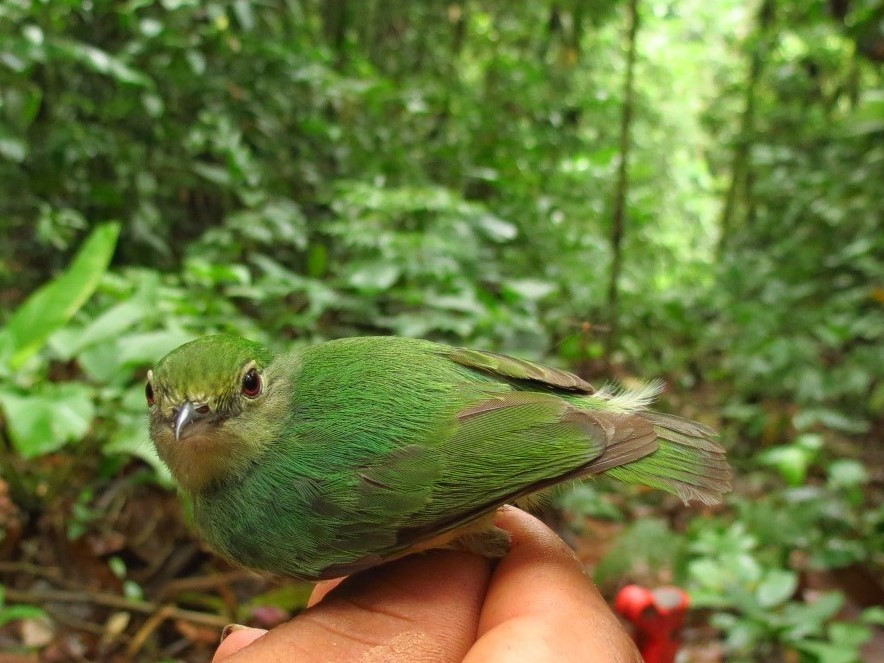 Saltarín Coroniazul, Lepidothrix coronata