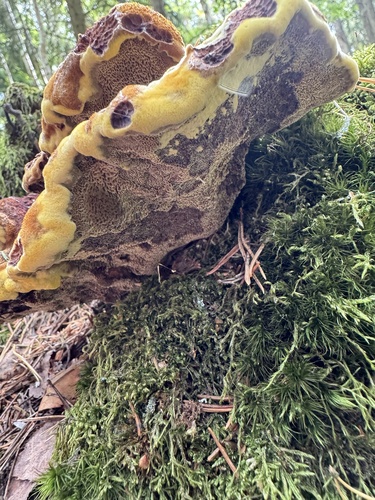 European Dyer's Polypore