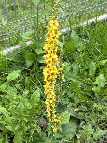 Dark Mullein