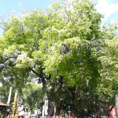 Melicoccus oliviformis