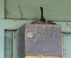 Empidonax difficilis