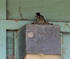 Empidonax difficilis