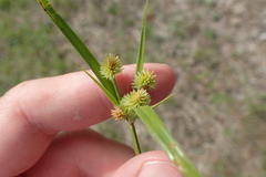 Cyperus retrorsus