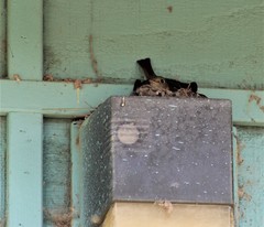 Empidonax difficilis