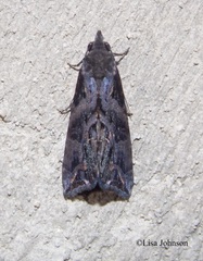 Plusiodonta clavifera