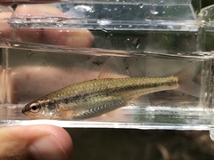 Notropis nubilus