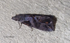 Plusiodonta clavifera