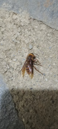 Bingham's Hornet