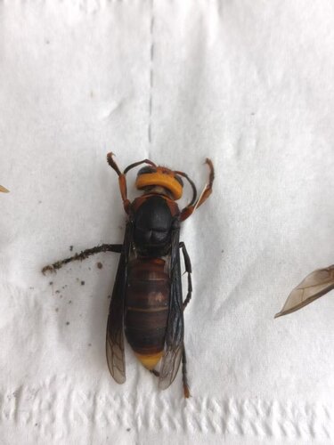 Yellow-vented Hornet