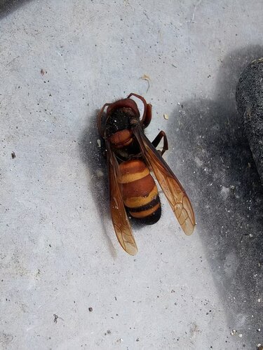 Black-tailed Hornet