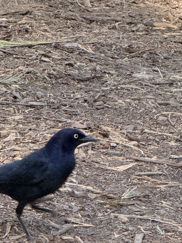 iNaturalist observation photo of Brewer's Blackbird