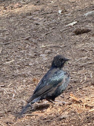 iNaturalist observation photo of Brewer's Blackbird